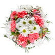 A true celebration of spring's renewal, this expertly composed bouquet shines with cheerful white daisies at its core, their sunny green centers radiating amidst plush, coral-pink carnations. The ruffled petals of each carnation add a volumetric softness, offset by wispy gypsophila that dances between the blooms like fleeting stars. Subtle streaks of purple and pink on alstroemeria buds lend a sophisticated touch and a hint of anticipation, while the foundation-lush green foliage and eucalyptus with its silvery sheen-creates a harmonious canvas. The arrangement feels intentionally balanced, each element thoughtfully placed to evoke tranquility and pure delight, reminiscent of a walk through Morden Hall Park at dawn. Designed for all of life's joyful occasions-from birthdays and thank-yous to simple moments deserving of beauty-this bouquet from Morden Florist is available for swift delivery throughout the area, infusing homes and workplaces with a light-hearted sense of celebration and gratitude. The overall impression is uplifting yet serene, a graceful tribute to the art of modern floral design.