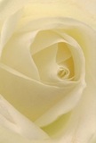 Immerse yourself in the tranquil heart of a gentle cream-white rose, as if you've nestled within its unfolding petals on a still morning in Morden. The close embrace of the petals-soft as silk and kissed by a hint of dew-creates an almost weightless atmosphere, while the spiraling arrangement draws your imagination ever deeper into the flower's serene core. Slivers of subtle shadow ripple between the layers, lending depth and a quiet intensity reminiscent of Morden's peaceful garden corners. This delicate rose, crafted with care by the team at Morden Florist, radiates honesty, making it ideal for conveying not just admiration or love, but the kind of sympathy and hope that lifts the spirit. Whisper-soft hues of ivory and cream shimmer beneath gentle light, evoking a clean and soothing fragrance. Through the artistry of every petal's curl and the expert arrangement, the image captures both the beauty of the rose itself and the heartfelt emotion that each bespoke bouquet brings to Morden homes and cherished occasions.